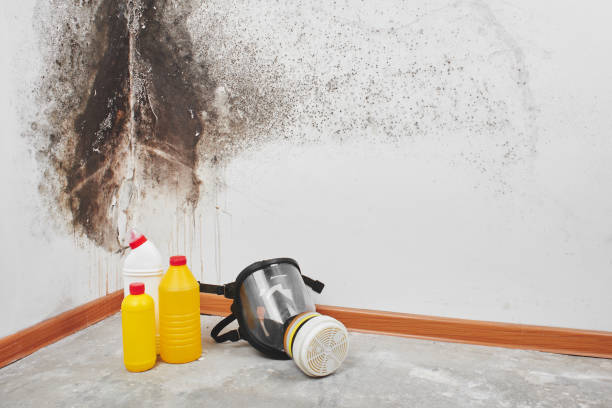 Best Attic Mold Removal  in Pierce, CO