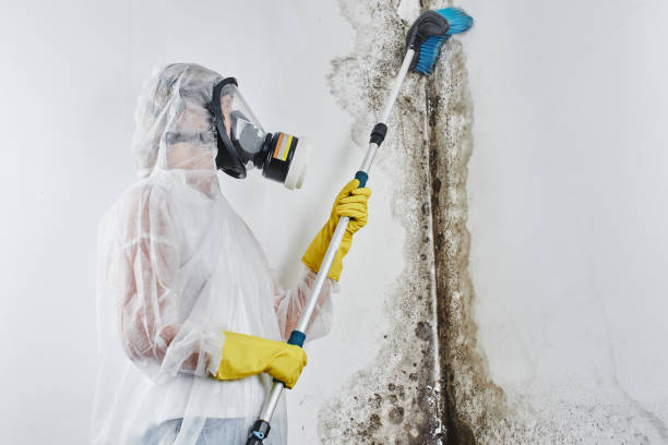 Best Certified Mold Removal  in Pierce, CO