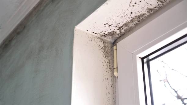 Best Crawl Space Mold Removal  in Pierce, CO