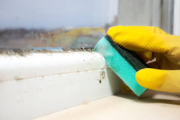 Best Black Mold Removal  in Pierce, CO