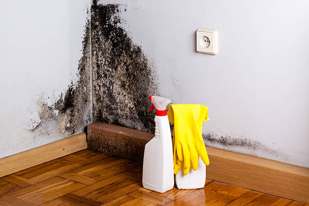 Best Same-Day Mold Removal  in Pierce, CO