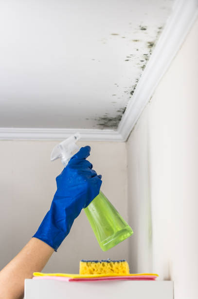 Best Office Mold Removal Services  in Pierce, CO